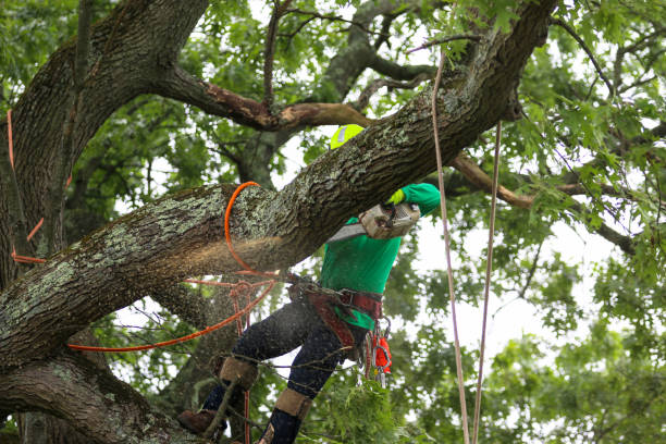 Best Tree Cabling and Bracing  in Palm Valley, FL