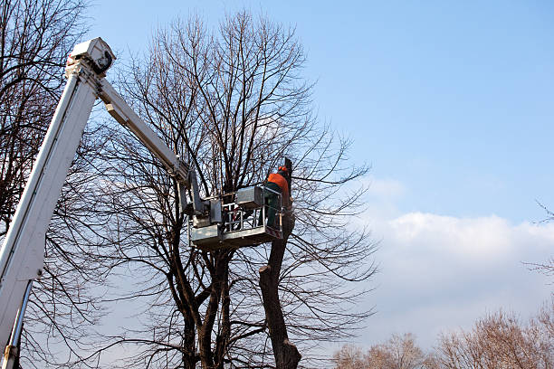 Best Fruit Tree Pruning  in Palm Valley, FL