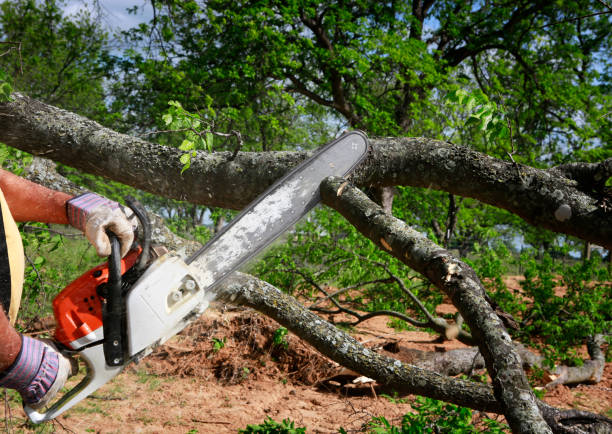 Best Hazardous Tree Removal  in Palm Valley, FL